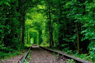 Фотообои Железнодорожные пути в лесу