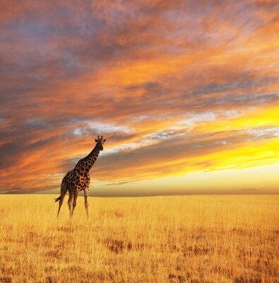 Фотообои для зала Жираф в саванне