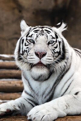Фотообои для офиса Белый тигр
