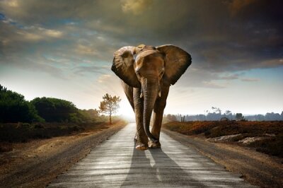 Фотообои Слон на дороге