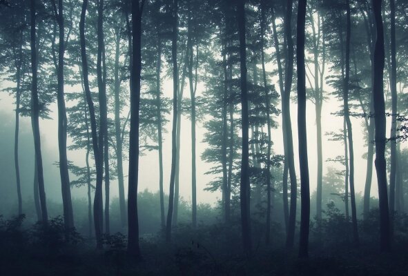 фотообои лес в тумане